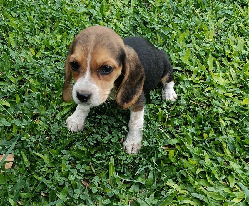 Beagle fêmea t + pequeno