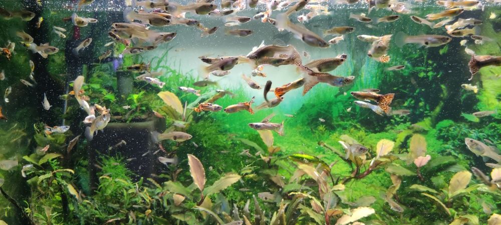 Gupiki Piękne Okazy 100 sztuk Samce i samice  duże i male
