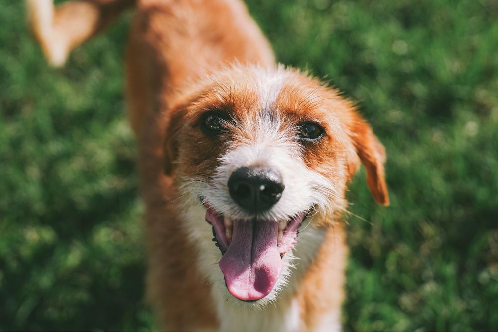 Cão macho para adoção responsável