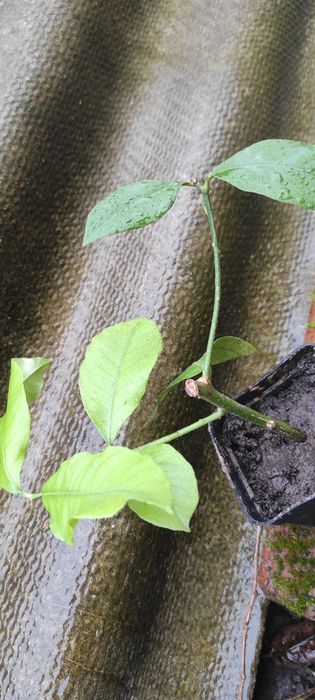 Вкорінені живці плодоносного лимонного дерева