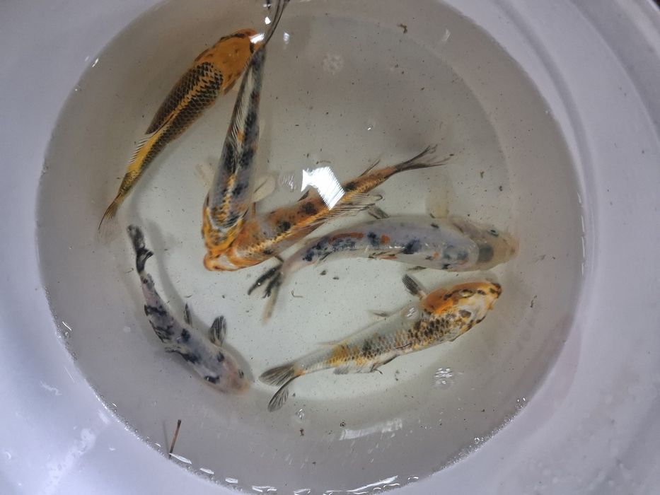 Karp koi karaś złota orfa