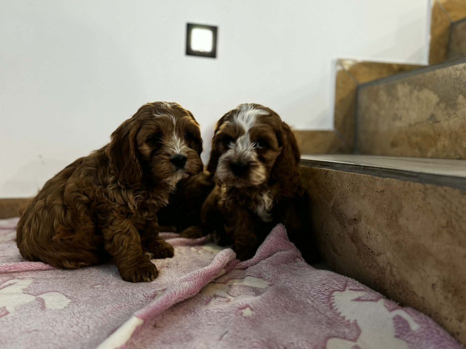 Bardzo ładny piesek cockapoo