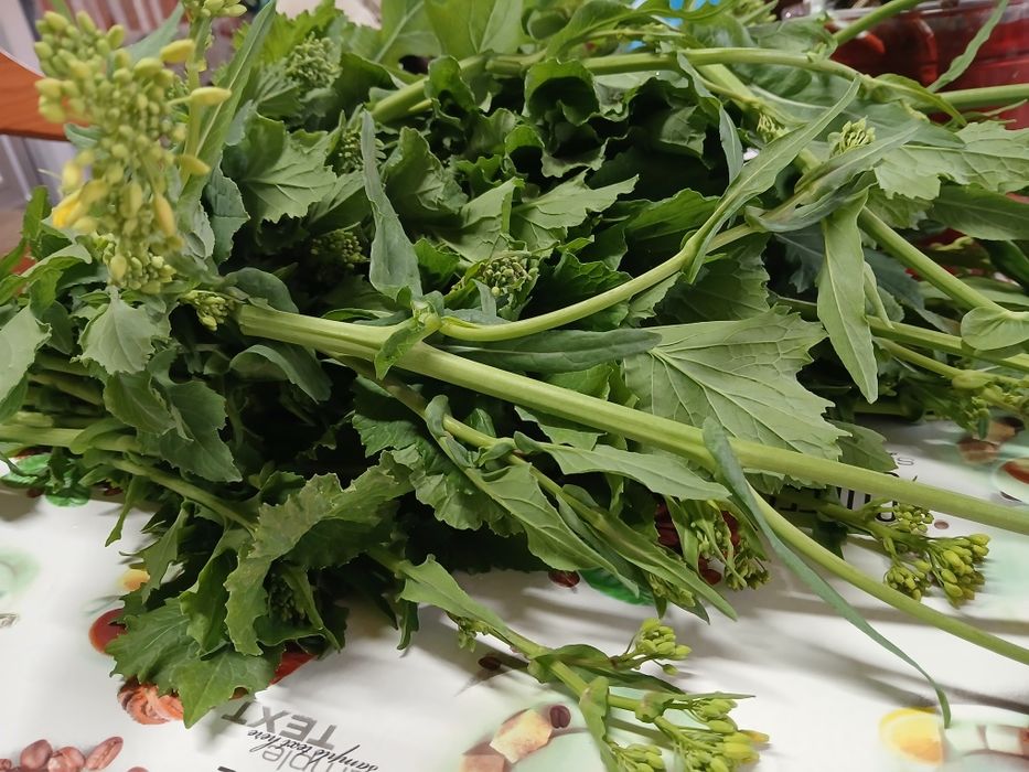 Grelos de Nabos  Biológicos NC