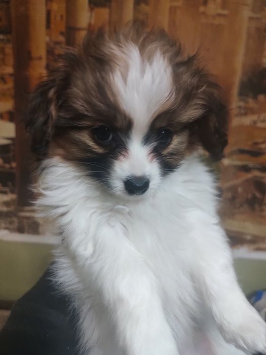 Папільйон папійон