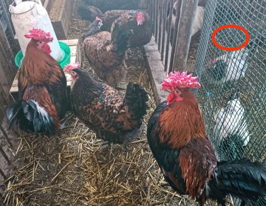 Jaja lęgowe welsumer  Red Caps wandota WAYNDOTTA Ayam
