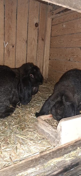 Kroliki królik francuski baran francuskie barany szare żelaziste