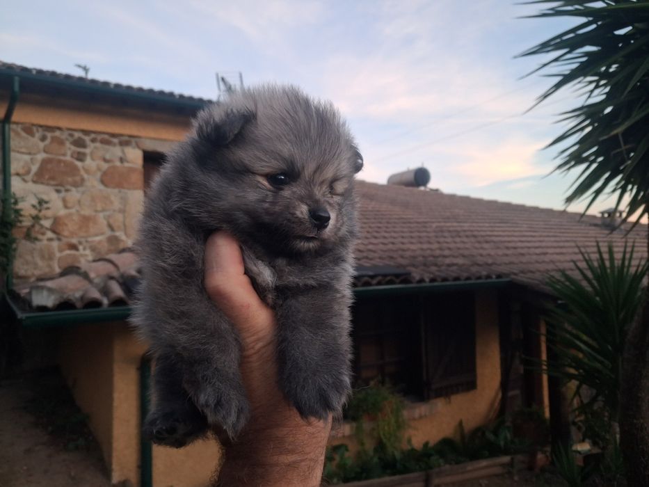 Spitz anão macho
