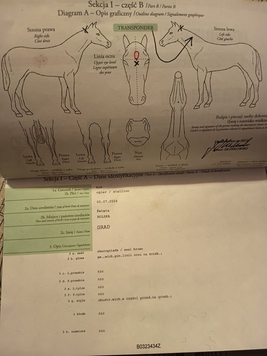 Ogier Sztum zimnokrwisty