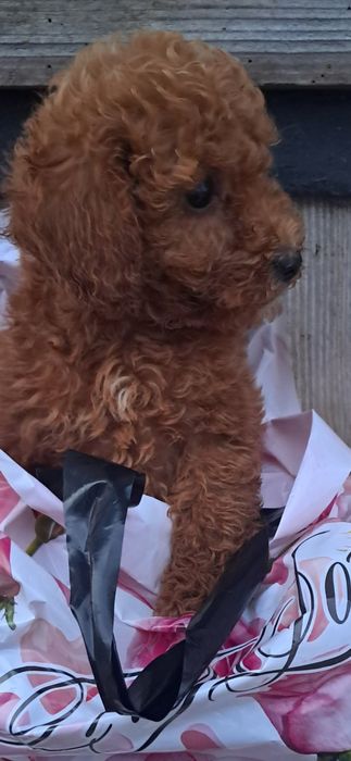 Красунчик хлопчик -той-Пудель.