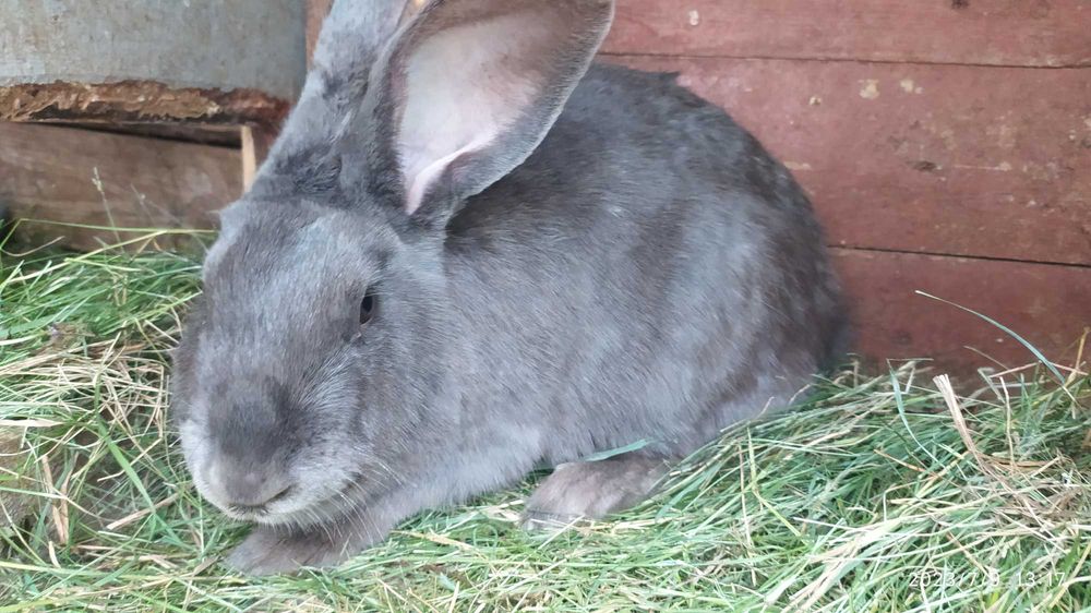 Молодняк кроликів