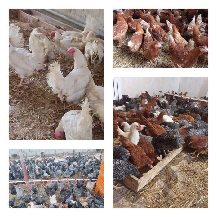 Продам кури несушки! Доставка безкоштовна. Піщанка!