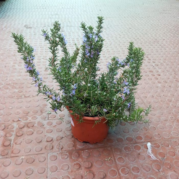 Plantas aromáticas para canteiros