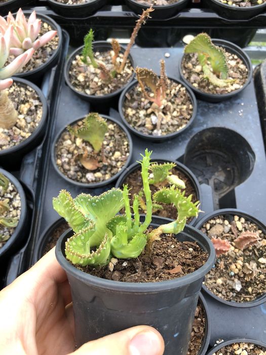 Catos e suculentas variados