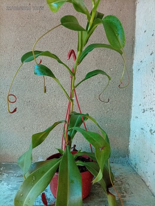 Plantas carnívoras