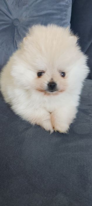 Samczyk szpic miniaturowy