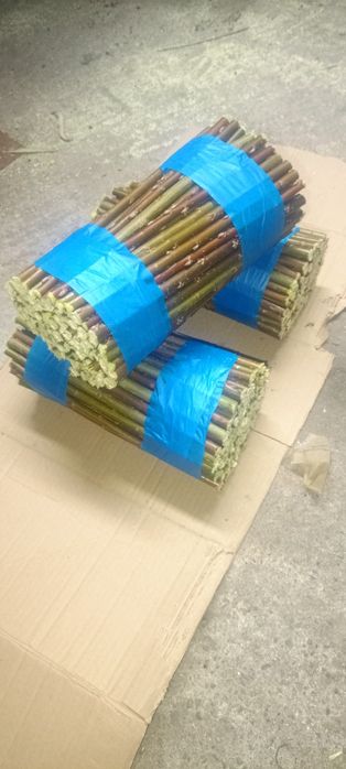 Wierzba energetyczna