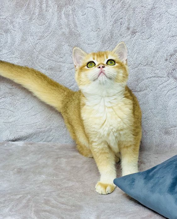 Британська золота шиншилла