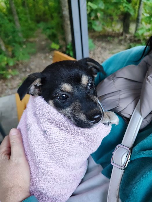 Собачки, цуцики шукають дім, 2 дівчинки