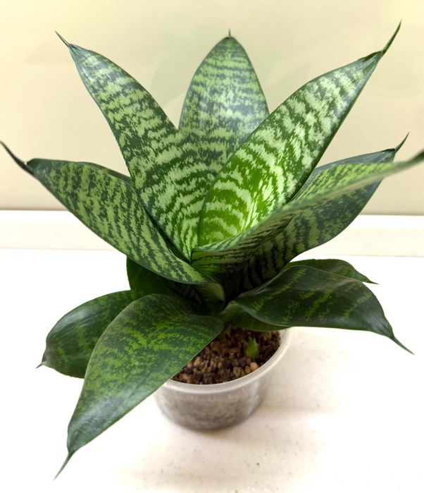 Сансевиерия Екстрим, Клеопатра, , Кирки, Ханни