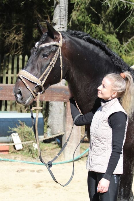 Profesor C klasa koń