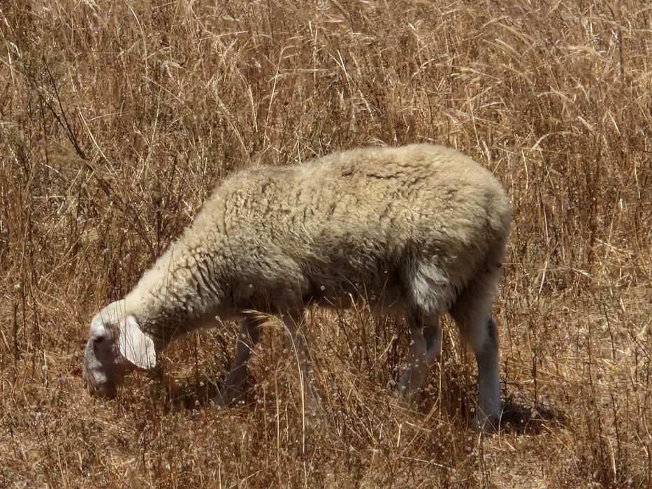 Ovelha / borrega