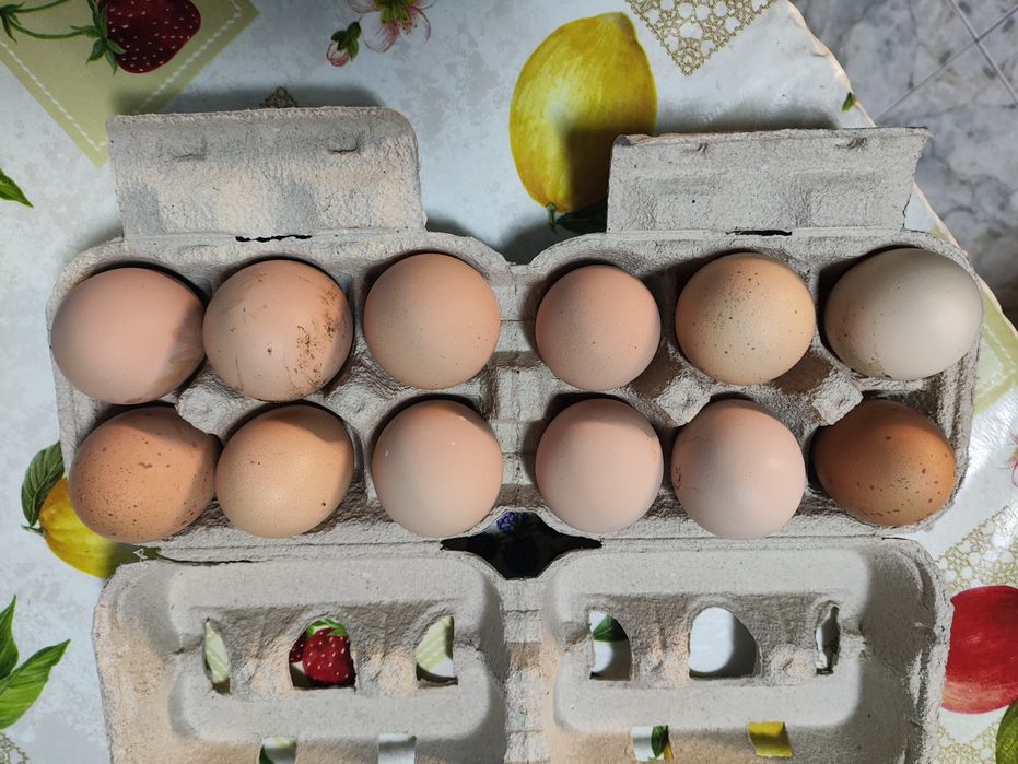 Ovos Galados Incubação