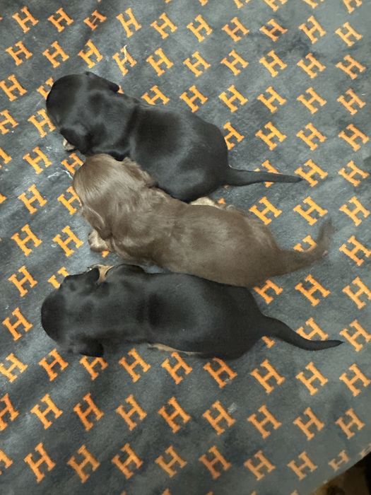 Такса Стандартна