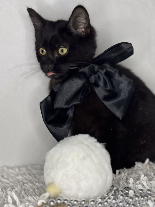 Кошеня в добрі руки