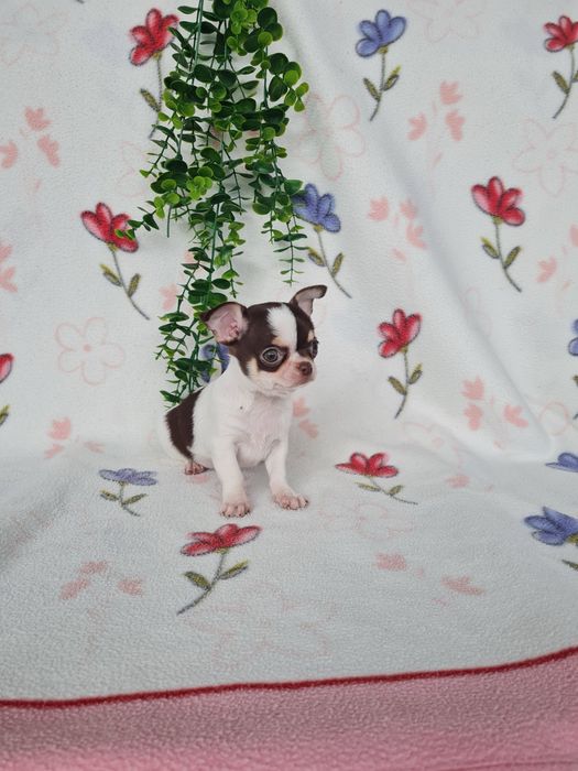 Excecional menina mini mini Chihuahua/Chiuaua de Qualidade