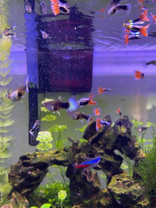Guppy variáveis / Camarões Blue Dream