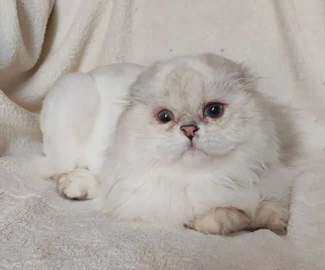 Шотландська дівчинка з довгим хутром