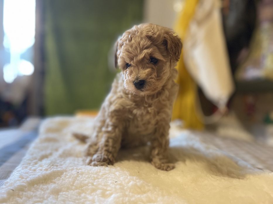 Цуцики помапу карамель