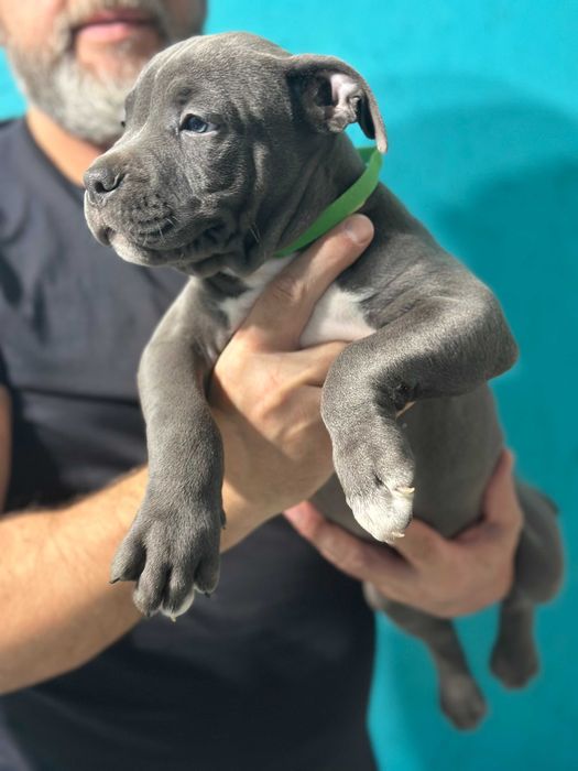 Щенок АСТ цуценя Амстафф американський стафф