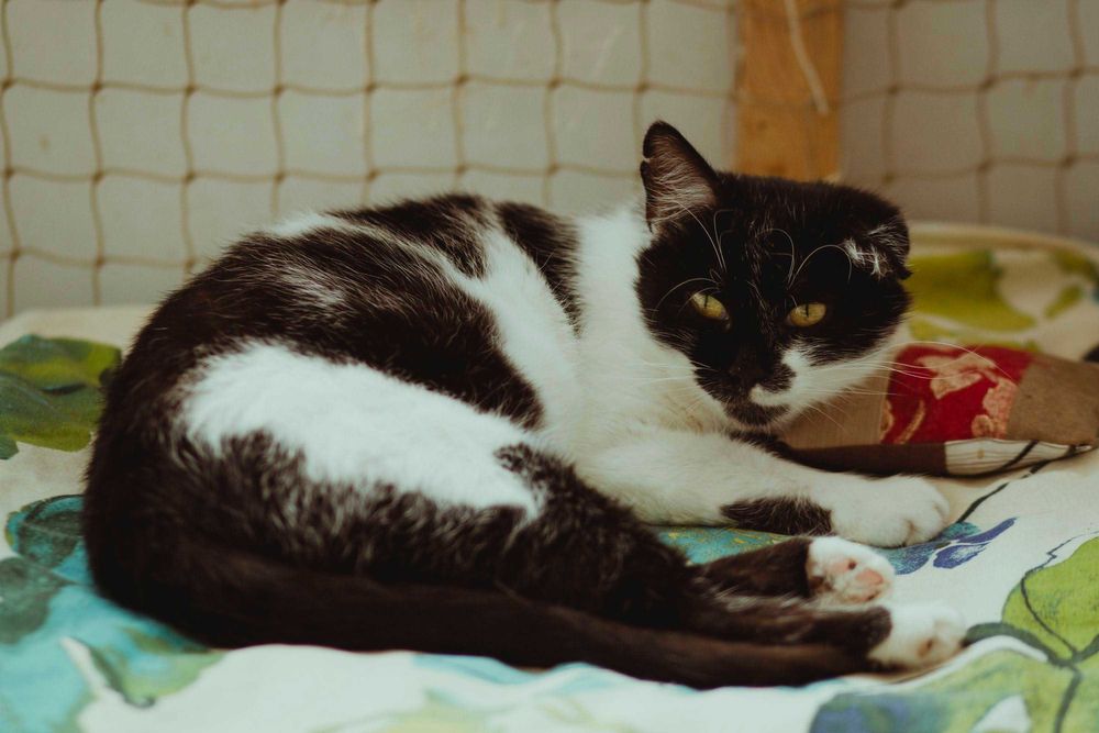 Czarująca Cysia do adopcji