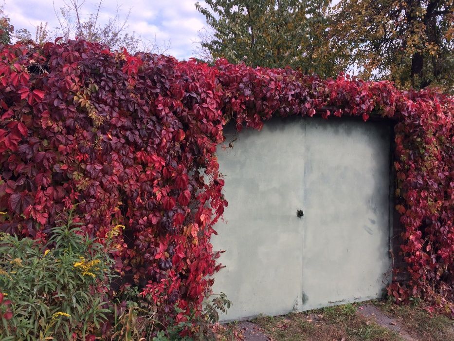 рослини культивовані та дикоростучі