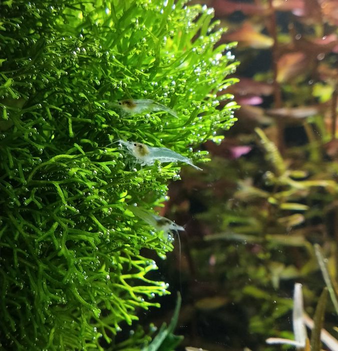 Krewetki Neocaridina White Pearl