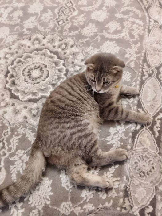 Котик весловухий хлопчик