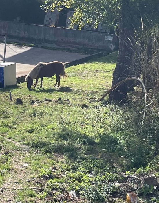 Vendo ponei femea de 85,90cm