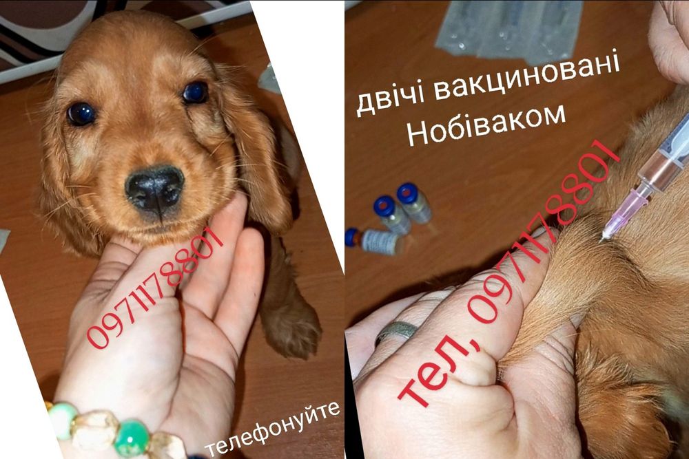 Неймовірно гарного рудого забарвлення. Можлива доставка.