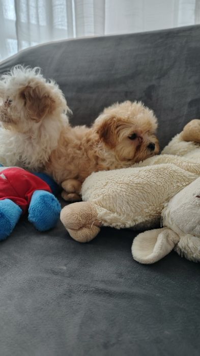 Maltipoo śliczna suczka Warszawa pudel maltańczyk