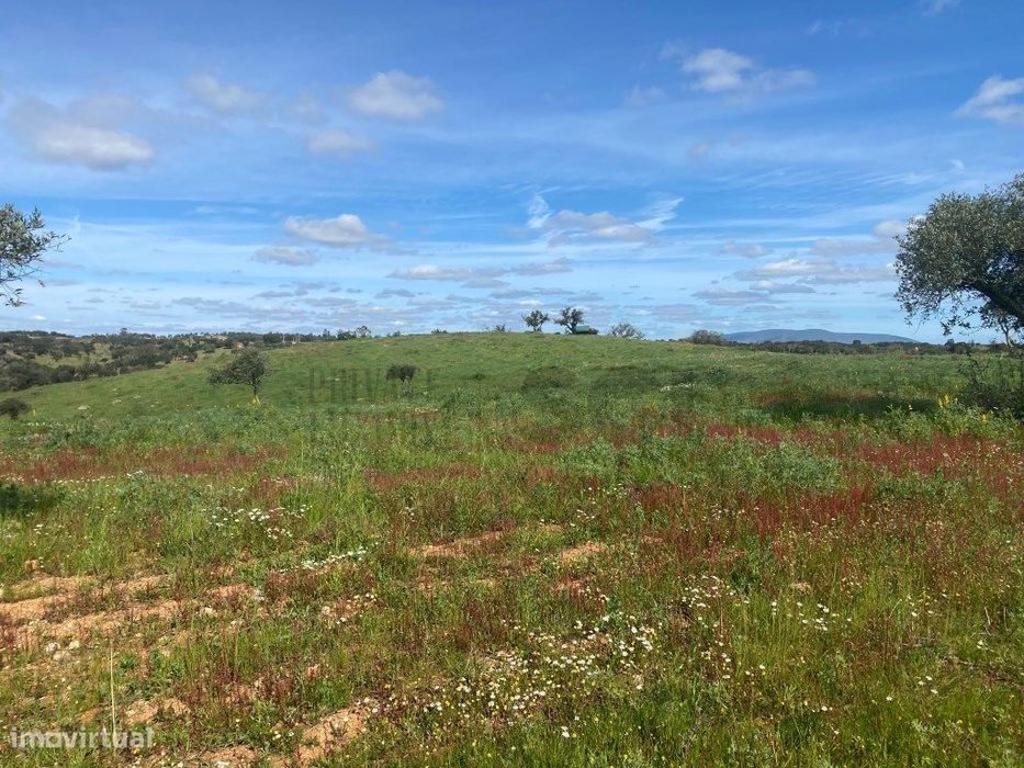 Terreno Rustico com Olival em Vila Nova de São Bento - Serpa