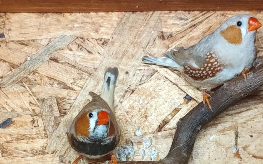 amadyna zebrowata zeberka falista