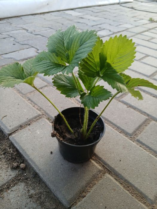 Sadzonki truskawek
