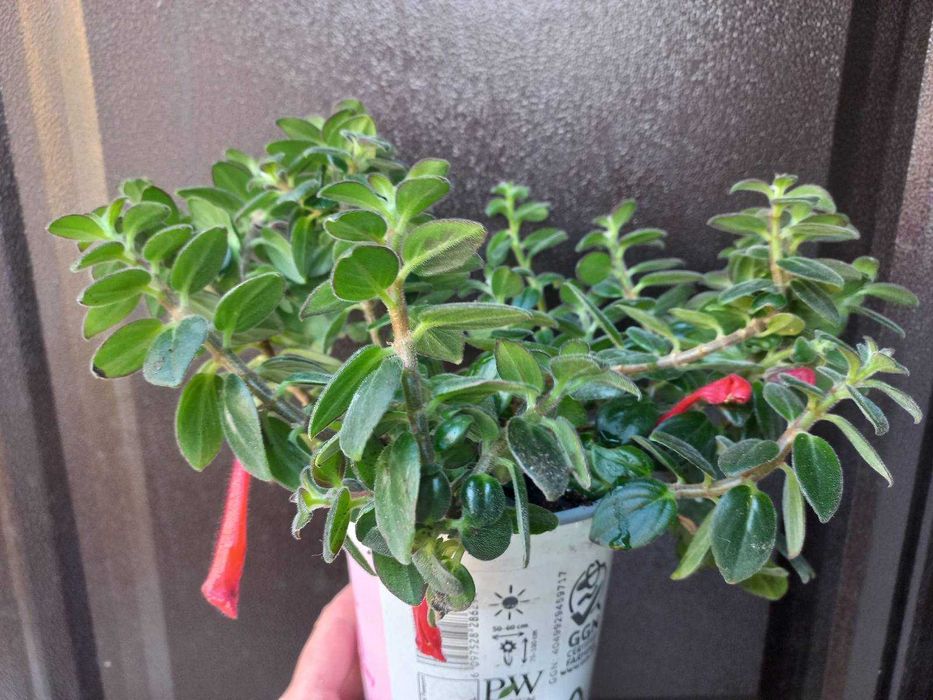 Колумнея Hirta Кімнатні рослини