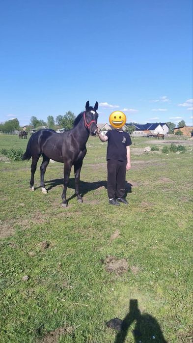 Sprzedam klacz piekną .