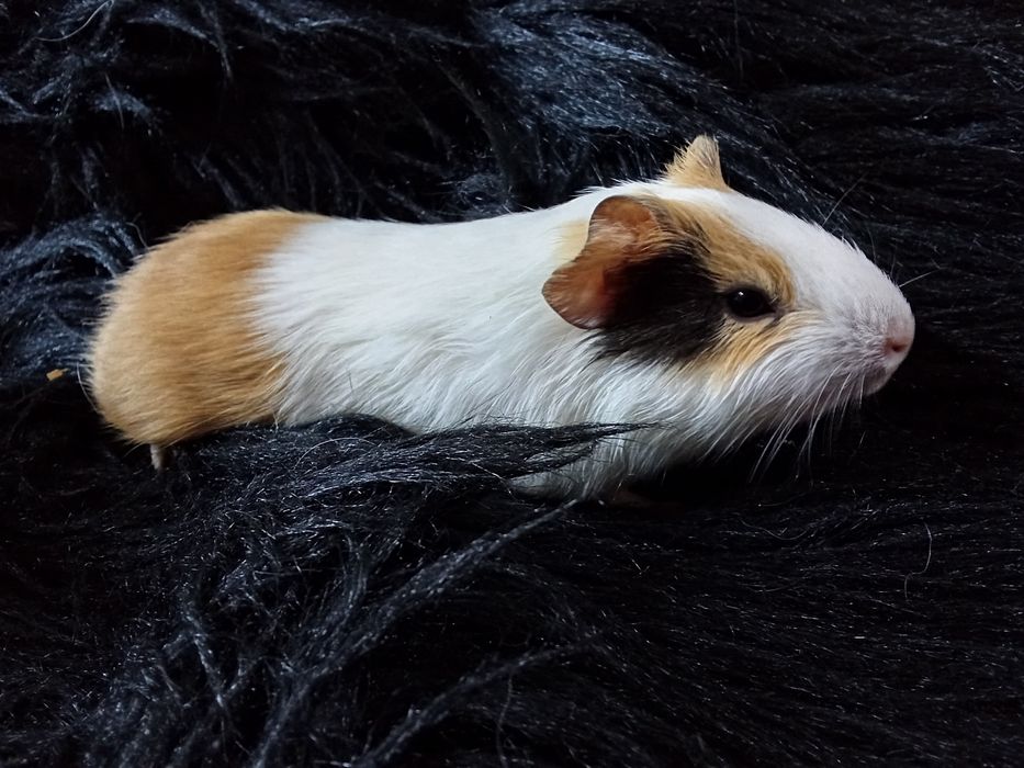 Морська свинка гладкошерста