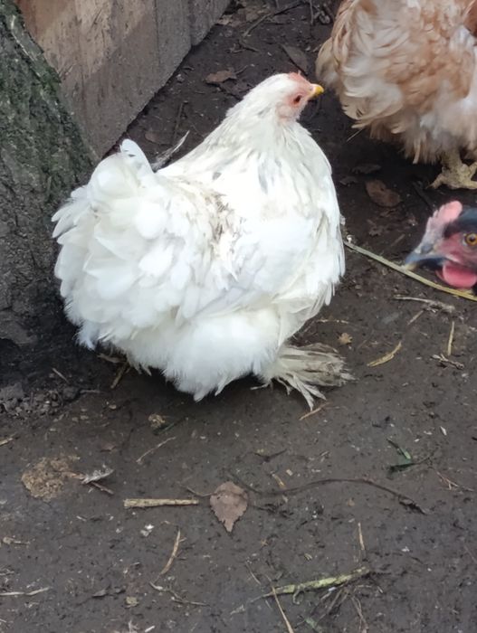 Para Kochina Miniaturowego