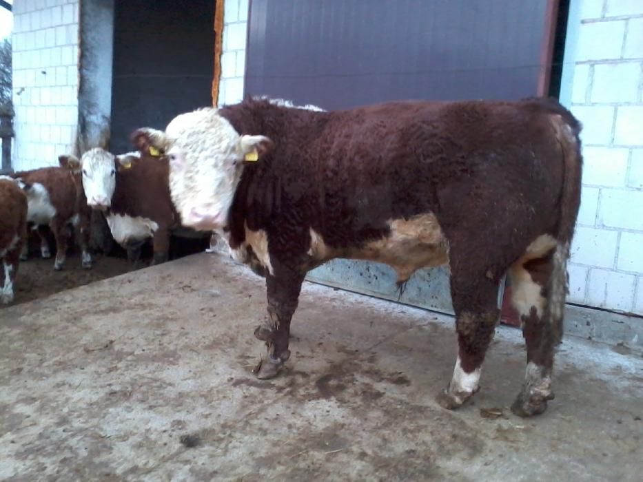 Hereford byki  rozpłodowe.