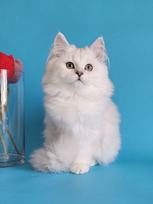 Британська срібляста шиншила кошенята