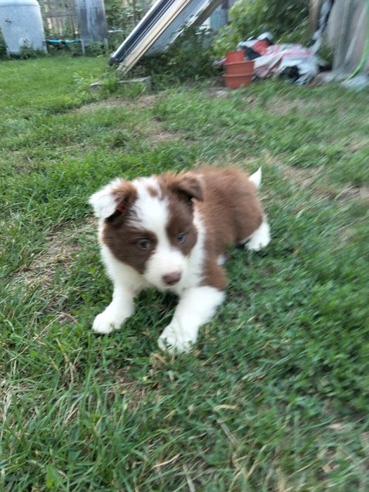 Border collie suczka czekoladowo biała